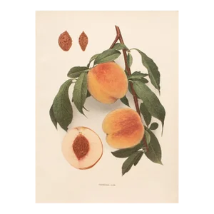 1900s U. P. Hedrick, Original Antique Photogravure of General Lee Peaches