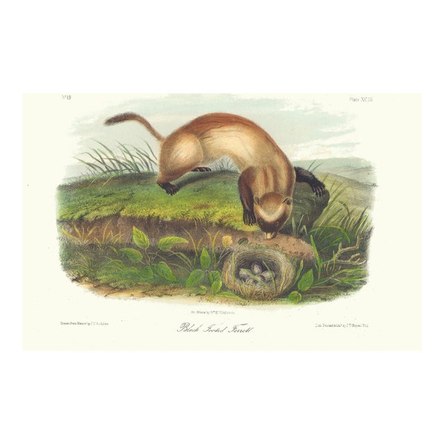 1851 Audubon Quadruped Octavo Lithograph "Plate 93 Black Footed Ferrett" For Sale