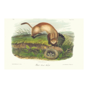 1851 Audubon Quadruped Octavo Lithograph "Plate 93 Black Footed Ferrett"