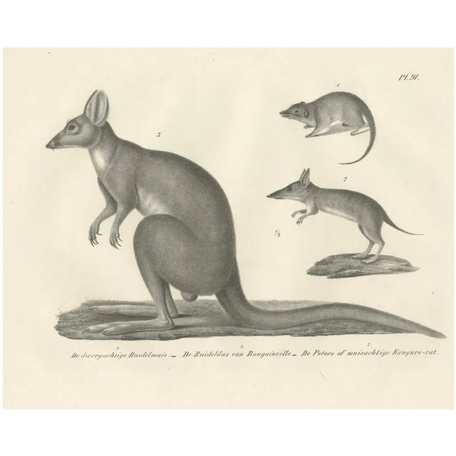 C.C. G. Zool., Marsupials Showing the Potoroo and Kangaroo Rat, 1836, Lithograph For Sale