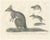 C.C. G. Zool., Marsupials Showing the Potoroo and Kangaroo Rat, 1836, Lithograph For Sale