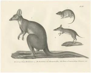 C.C. G. Zool., Marsupials Showing the Potoroo and Kangaroo Rat, 1836, Lithograph