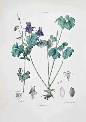 Vincenzo Tenore, The Columbine, Lithograph, 1870s