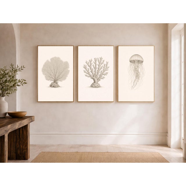 Coastal Sea Life Study Collection, Minimal Botanical & Shell Art Prints, 24" × 36" (Set of 3) For Sale In Buffalo - Image 6 of 10