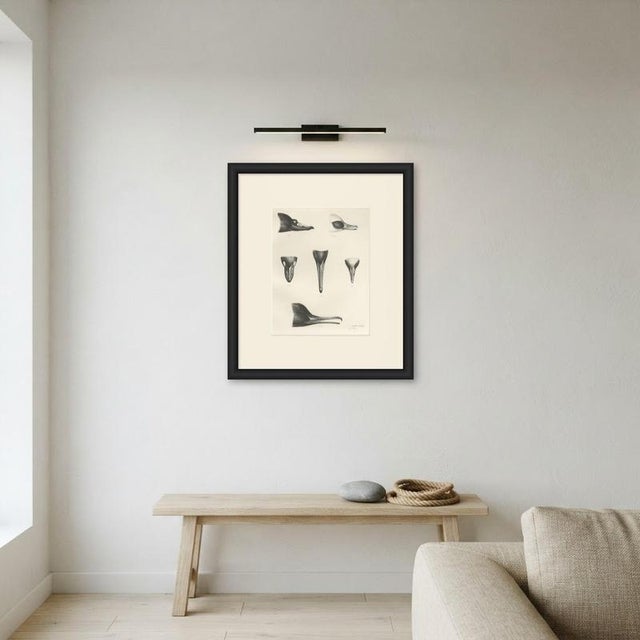 Paper Lilian Marguerite Medland, Bills of the Sawbills and Sea Ducks, 1909, Print For Sale - Image 7 of 9