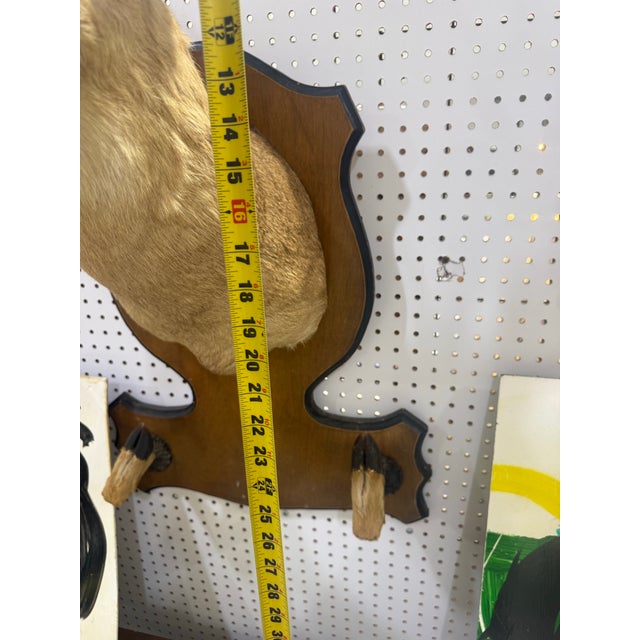 Tan Whitetail Deer Head Shoulder Mount Taxidermy With Hoofs for Gun Holder 35x23 For Sale - Image 8 of 9