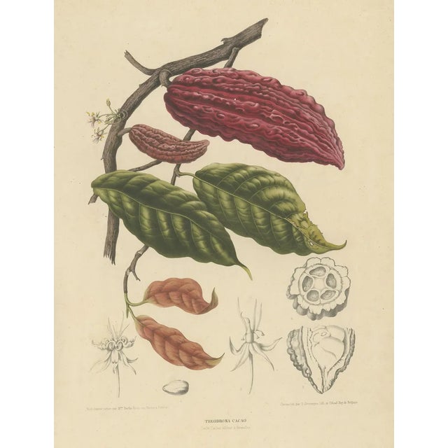 Theobroma Cacao Cocoa Tree, Lithograph, 1863 For Sale