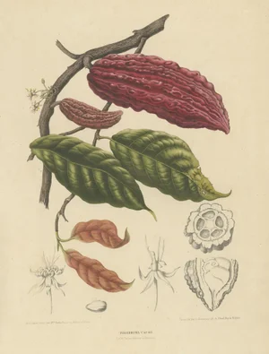 Theobroma Cacao Cocoa Tree, Lithograph, 1863