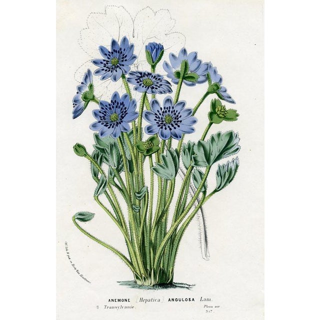 Original antique botanical print from Flore des Serres (Flowers of the Greenhouse) edited by Louis van Houtte. This hand-...