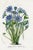 Original antique botanical print from Flore des Serres (Flowers of the Greenhouse) edited by Louis van Houtte. This hand-...