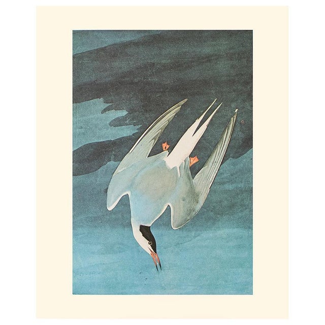 A beautiful vintage Cottage or Nautical Style reproduction of the original lithographic print of Arctic Tern After John...