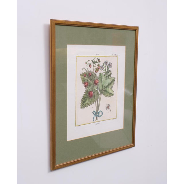 Elisabeth Haussard, Plant Illustrations, 1780, Engravings, Framed, Set of 2 For Sale - Image 10 of 16