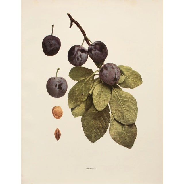 A magnificent original antique photogravure (print) of Shipper Plums by Ulysses Prentiss Hedrick (1870-1951). Superb...