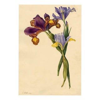 E.B.R., Spanish Iris (Iris xiphium) Flower, Watercolor For Sale
