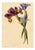E.B.R., Spanish Iris (Iris xiphium) Flower, Watercolor For Sale