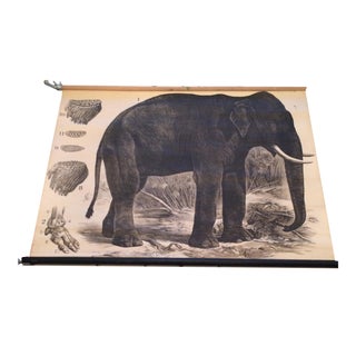 "Elefant" German School Chart For Sale