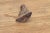 Ancient Laos Artifact Style Bronze Miniature Buddha For Sale In Los Angeles - Image 6 of 7