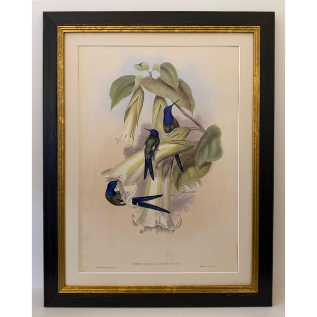 This is a special-edition facsimile of the Swallow-Tail Hummingbird (Plate 42), Refulgent Wood Nymph Hummingbird (Plate...