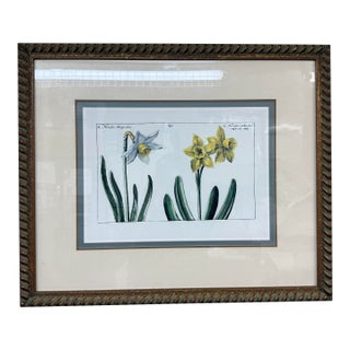 Daffodil Botanical Art Print, Framed For Sale
