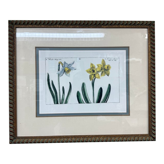 Daffodil Botanical Art Print, Framed For Sale