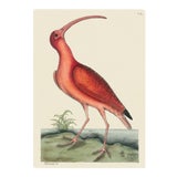 Image of Mark Catesby Print of Red Curlew, Plate 84 For Sale