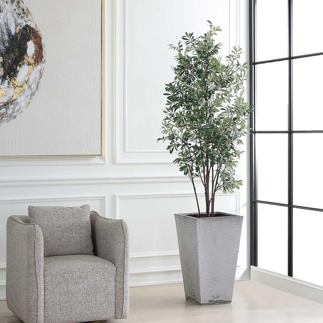 Traditional Sonora Olive Tree In Planter For Sale - Image 3 of 8