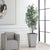 Traditional Sonora Olive Tree In Planter For Sale - Image 3 of 8