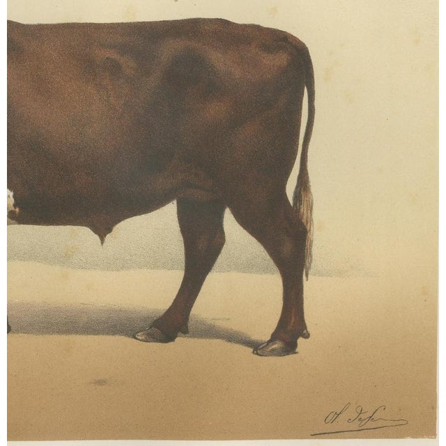 Borie, Flemish Ox, French Cattle Breed, 1863, Chromolithograph For Sale - Image 6 of 9