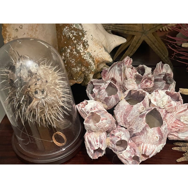 1900-1909 Great Seaworld Sea Shells Specimens Collection in Chinese Chinoiserie Rosewood Carved Vitrine For Sale In Miami - Image 6 of 14