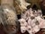 1900-1909 Great Seaworld Sea Shells Specimens Collection in Chinese Chinoiserie Rosewood Carved Vitrine For Sale In Miami - Image 6 of 14