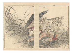 Imao Keinen, Eurasian Goshawk, 1892, Print
