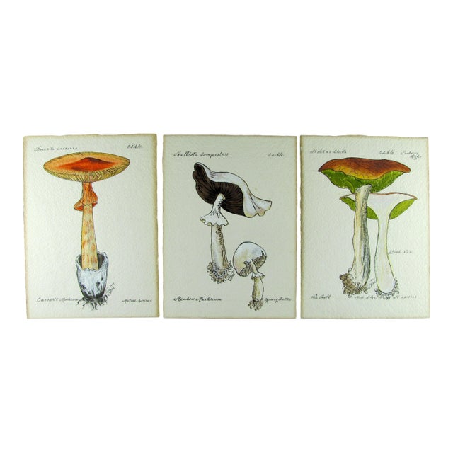 1970s Handpainted Mushroom Speciman Paintings on French Handmade Paper - Set of 3 For Sale