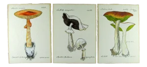 1970s Handpainted Mushroom Speciman Paintings on French Handmade Paper - Set of 3