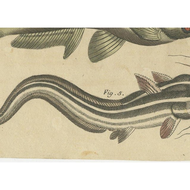 19th Century Bertuch, Five Catfish with Long Barbels, 1815, Print For Sale - Image 5 of 12