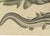 19th Century Bertuch, Five Catfish with Long Barbels, 1815, Print For Sale - Image 5 of 12