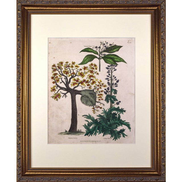 Green 19th Century Antique Hand Colored Tropical Botanical Engraving- Mimosa For Sale - Image 8 of 8