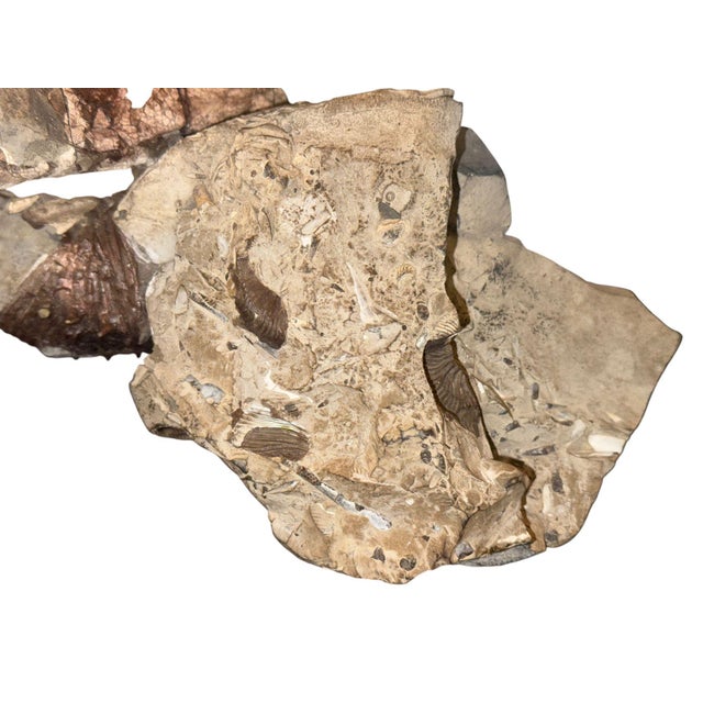Didymoceras Stevensoni Heteromorph Ammonite Fossil on Matrix, South Dakota. For Sale - Image 11 of 12