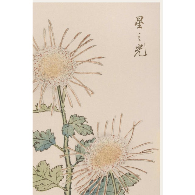 Japanese Spider Chrysanthemum Trio by Hasegawa, Vintage Japanese Botanical Art Print, 12" X 18" For Sale - Image 3 of 9