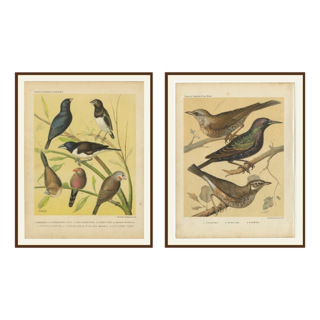 Cassell, Bird lllustrations of Finches, Waxbills, Starlings & Fieldfare, 1888, Prints, Set of 2 For Sale