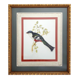 Print Large Reproduction Bird Framed