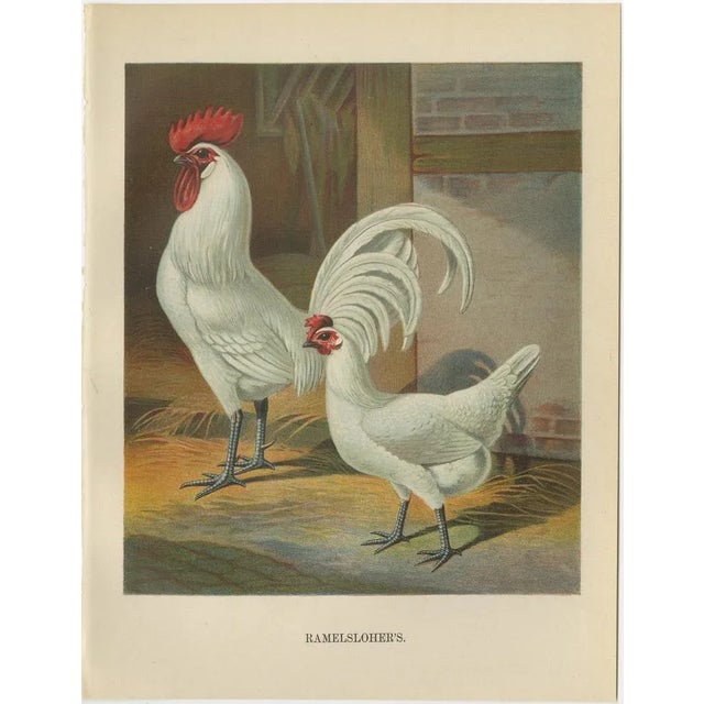 Christian Förster, The Distinguished Ramelsloher Chicken, 1888, Lithograph, Print For Sale - Image 6 of 10