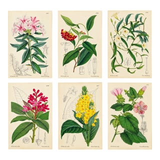 Antique Walter Hood Fitch Hand-Colored Lithograph, Curtis’s Botanical Magazine, 19th Century 6 Prints! For Sale