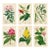 Antique Walter Hood Fitch Hand-Colored Lithograph, Curtis’s Botanical Magazine, 19th Century 6 Prints! For Sale