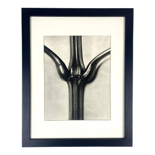 1930s Framed Botanical Blossfeldt Print - No. 107 For Sale