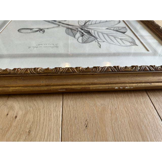 A timeless botanical print presented in a beautifully crafted gilded frame by esteemed Los Angeles design house Dennis &...