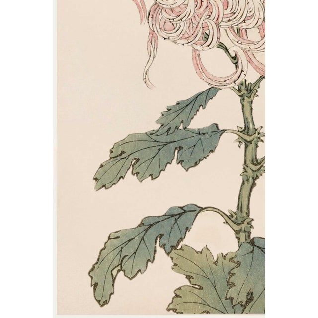 Blush Mum by Hasegawa, Vintage Japanese Botanical Art Print, 40" X 60" For Sale - Image 4 of 11
