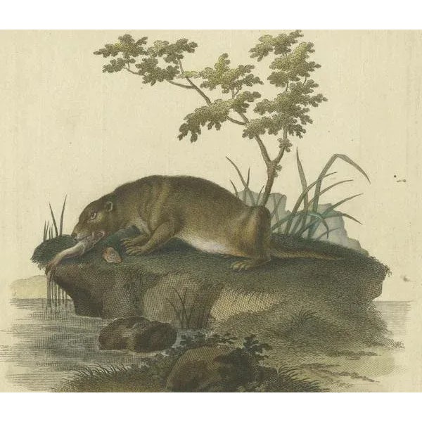 The Otters Catch A Masterpiece Engraving from Johann Daniel Meyer, 1750, Print For Sale - Image 4 of 10