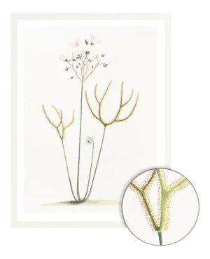 Celerie Kemble Curated Australian Botanical IX (24x30) in White Frame