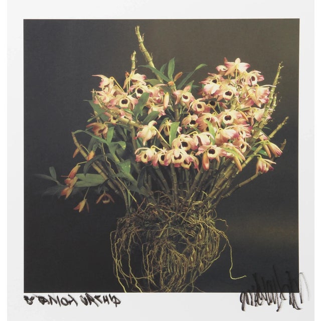 2000 - 2009 Small Orchids From Botanica, Jonathan Singer For Sale - Image 5 of 5