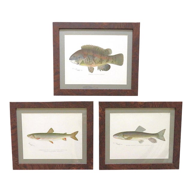 Set of 3 Original Antique Denton Framed Fish Prints C. 1900 For Sale